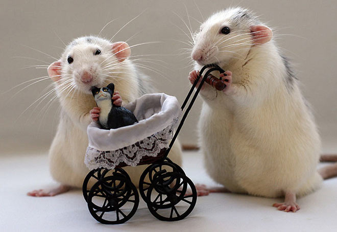 Cute rats with a miniature cat