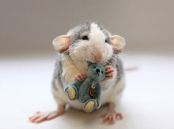 Rat with Teddy Bear