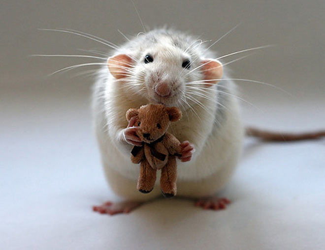 Cute rat with Teddy Bear