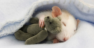 Rat with its Teddy Bear