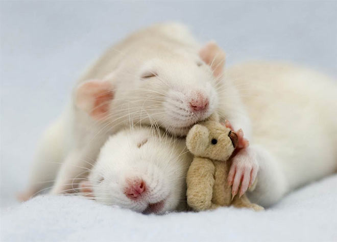 Rats with their Teddy Bear