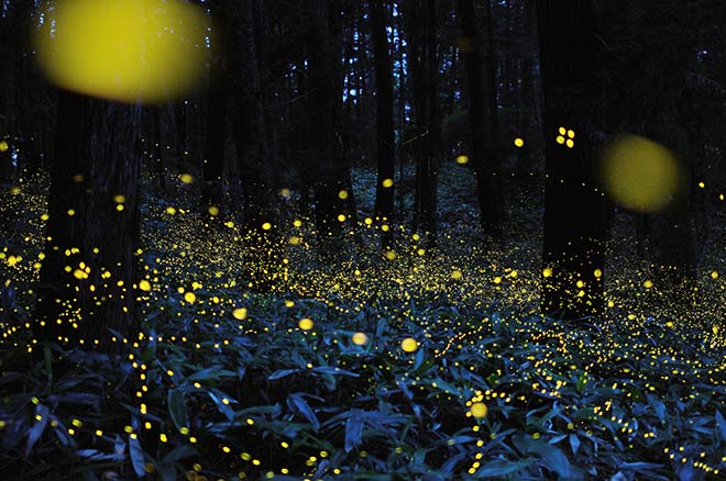 Hiramatsu Tsuneaki - Fireflies