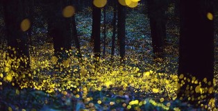 Hiramatsu Tsuneaki - Fireflies