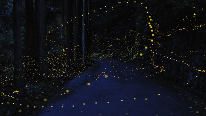 Hiramatsu Tsuneaki - Fireflies