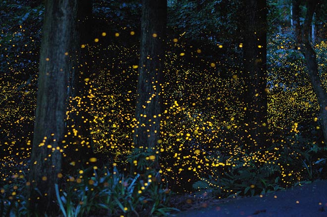 Hiramatsu Tsuneaki - Fireflies