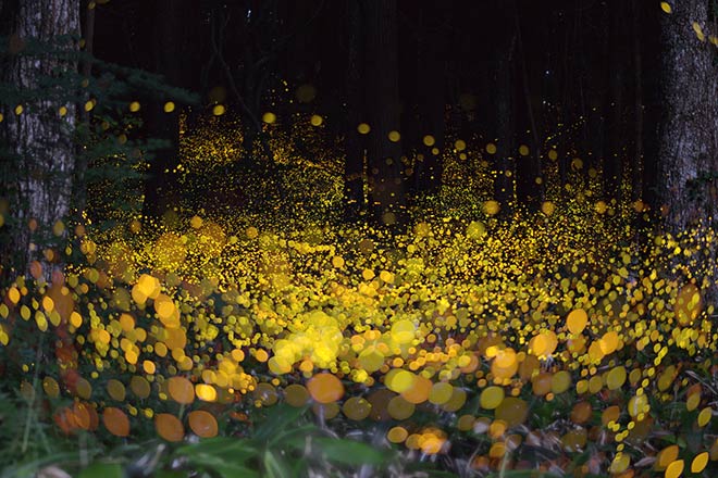 Hiramatsu Tsuneaki - Fireflies