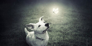 Sarolta Ban - Surreal Dogs photography