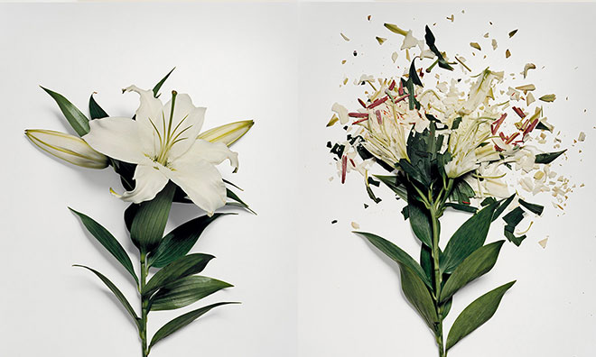 Jon Shireman - Broken flowers