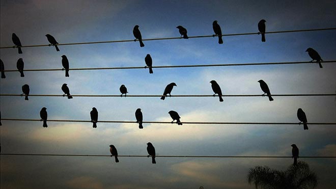 Jarbas Agnelli - Birds on the Wires