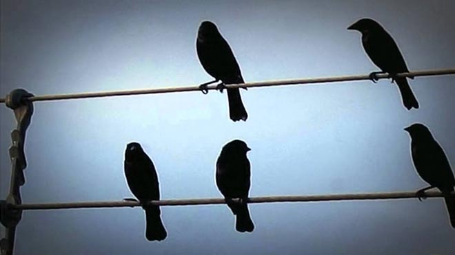 Jarbas Agnelli - Birds on the Wires