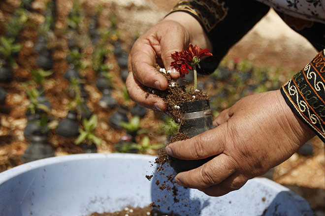 Dalle granate nascono i fiori - Giardino creativo in Palestina