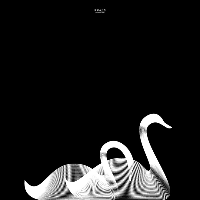 Andrea Minini - Swans, Animals in Moiré | 3rd series