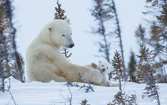 ©Marco Urso - Il signore dell'Artico, l’orso polare e il suo habitat