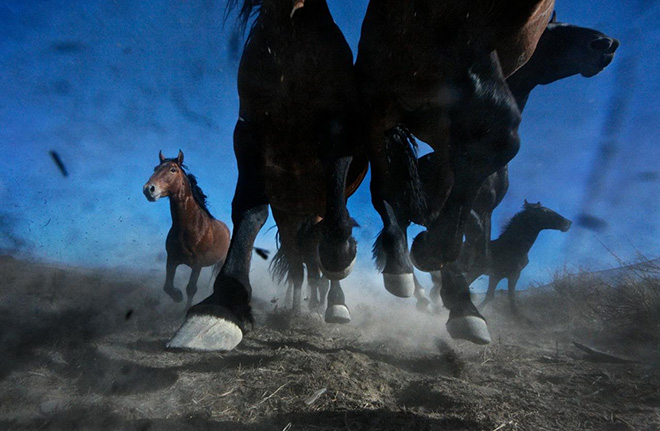 ©Melissa Farlow - Mustangs run on BLM desert in Nevada