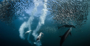 Greg Lecoeur - Sardine run, South Africa, Wildlife category. During the migration of the sardines along the coast of South Africa, all the marine predator are running for sardines! I was lucky to be at the right place at the good moment to photograph the predation