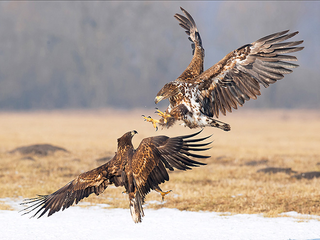 Roberto Zaffi - White tailed eagles fight