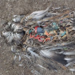 ALBATROSS – La Plastica che uccide