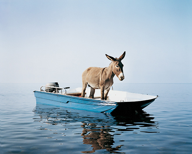 Paola Pivi, Untitled (donkey), 2003. Stampa a getto d’inchiostro su PVC, 1020 x 1230 cm. Foto: Hugo Glendinning, Courtesy Massimo De Carlo, Milan/London/Hong Kong.