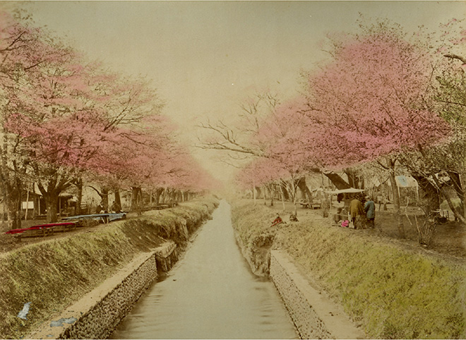 Scena primaverile a Koganei, Tokyo. Fotografia all’albumina. Periodo Meiji (1868 - 1912)