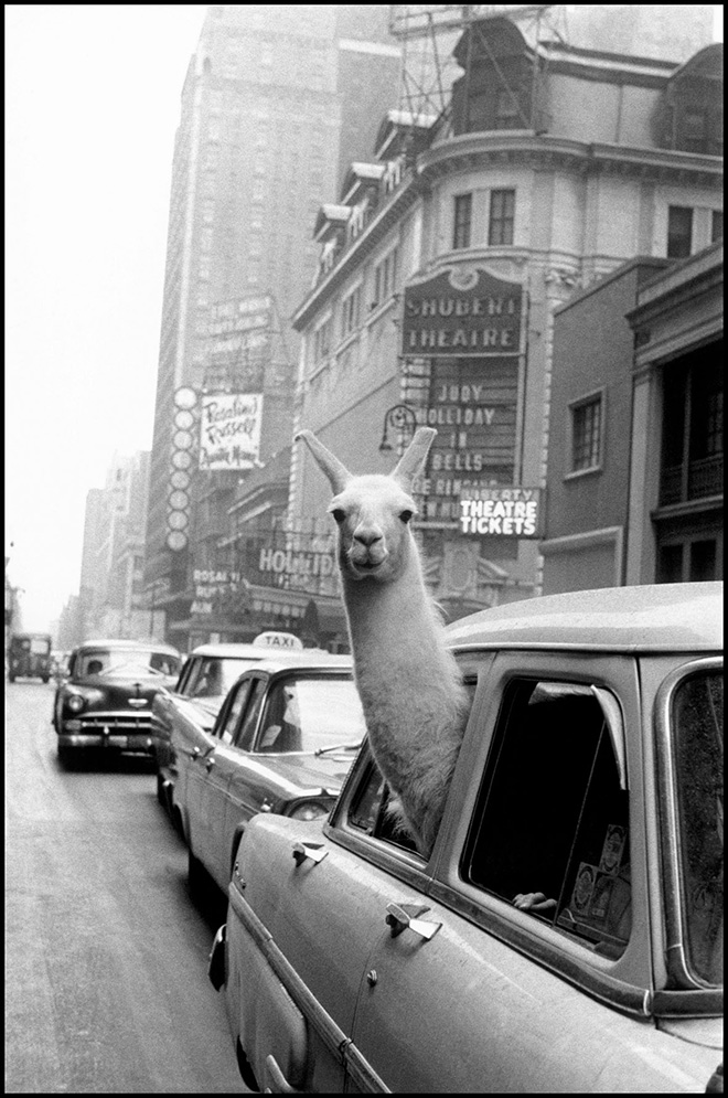 Inge Morath - Un lama a Times Square, New York, 1957. ©Fotohof archiv/Inge Morath/Magnum Photos