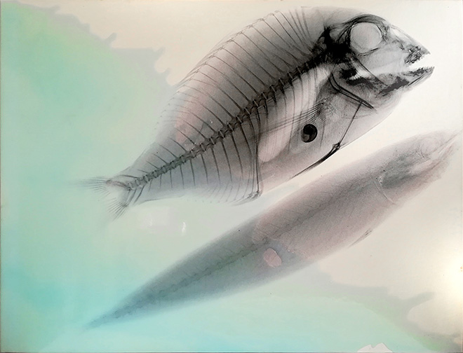 Renato Meneghetti - Vedere oltre, Aldilà del mare/ Rx, Ritratto di pesce persico e sardina in bianco, 2000. Alcohol and resin on pigmented canvas. 84 x 110 cm (33.1 x 43.3 in)