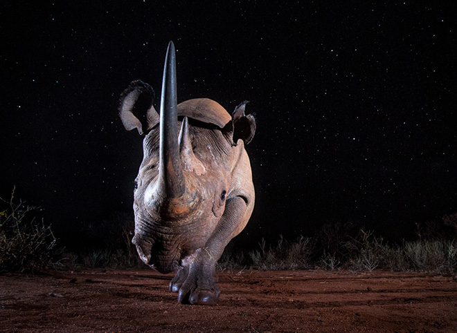 William Burrard-Lucas - Black Rhino at Night, savo West (Kenya), Wildlife, Siena International Photo Awards 2019