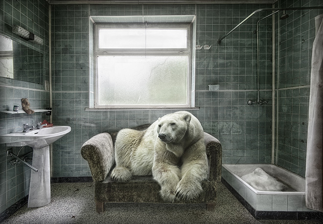 © Marcel van Balken - Netherlands, Polarbearpet, Particular Merit Mention, All About Photo Awards 2020