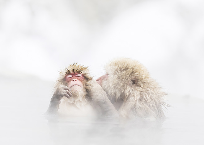 © Kosuke Kitajima, Japan - A monkey entering a Japanese hot spring. Had various expressions like a person. Particular Merit Mention, All About Photo Awards 2020