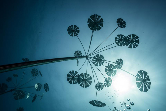 The Coral Greenhouse, MOUA, Great Barrier Reef, Australia. Jason Decaires Taylor - MOUA (Museum of Underwater Art)