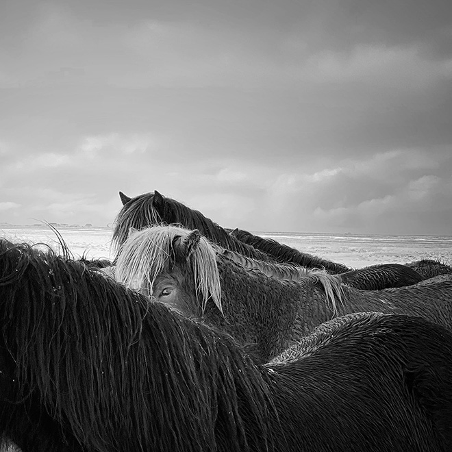 Xiaojun Zhang, China - Horses in the storm, Location: Iceland. Shot on iPhone X. First place - Animals. © IPPAWARDS - 2020 Winners