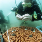 La nuova vita delle barriere coralline con la Stampa 3D