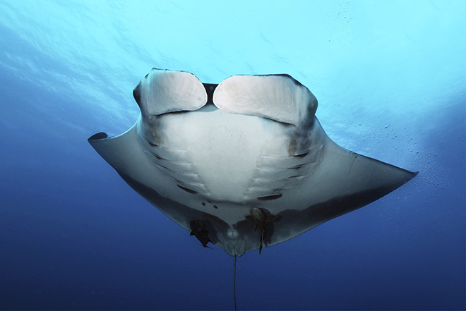 ©Hussain Aga Khan, CABO PEARCE, SOCORRO, MEXICO, February 2021. A beautiful oceanic manta ray with its cephalic lobes neatly folded below.