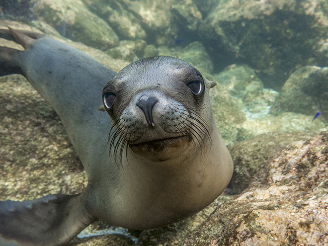 ©Hussain Aga Khan, LOS ISLOTES, CLOSE TO LA PAZ, MEXICO, January 2014. Doe-eyed sea lion pup who played with me for an hour.