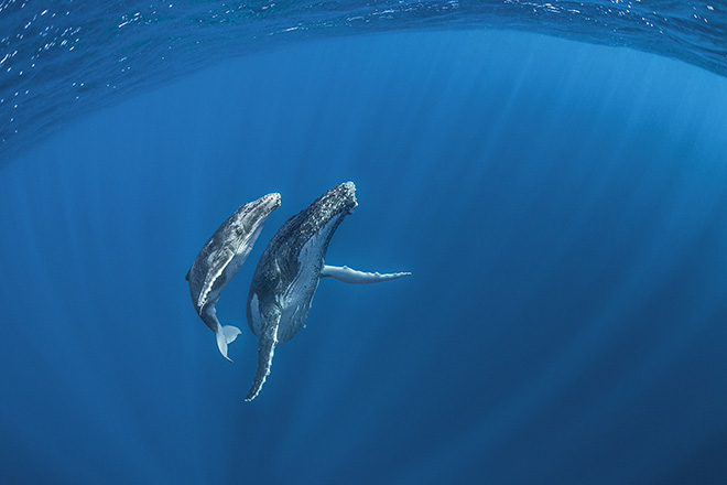 ©Hussain Aga Khan, TONGA, August 2015. Mother and calf ready to rise. In the deep waters off Vava’u.