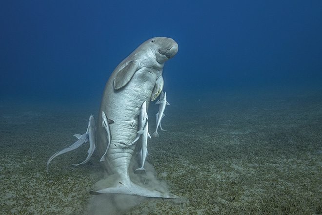 ©Hussain Aga Khan, MARSA MUBARAK, EGYPT, December 2017. The famous young male dugong at Marsa Mubarak goes upright after a long seagrass snack!