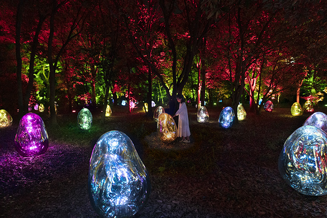 teamLab - Resonating Microcosms in the Common Camellia Garden - Solidified Light Color, Sunrise and Sunset. Exhibition view of teamLab Botanical Garden Osaka, 2022, Nagai Botanical Garden, Osaka. © teamLab, Courtesy Pace Gallery