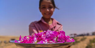 LA ROSA DI DAMASCO. Dalla Siria a Torino