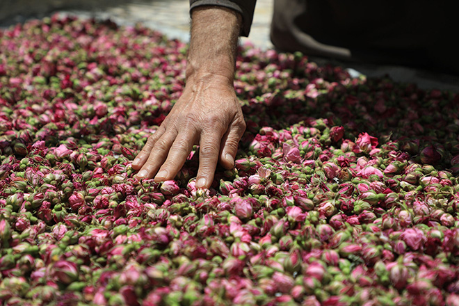 LA ROSA DI DAMASCO. Dalla Siria a Torino