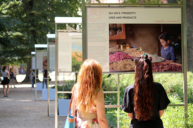 Torino, Giardini Reali, La Rosa di Damasco. Dalla Siria a Torino; © Alessandro Uccelli