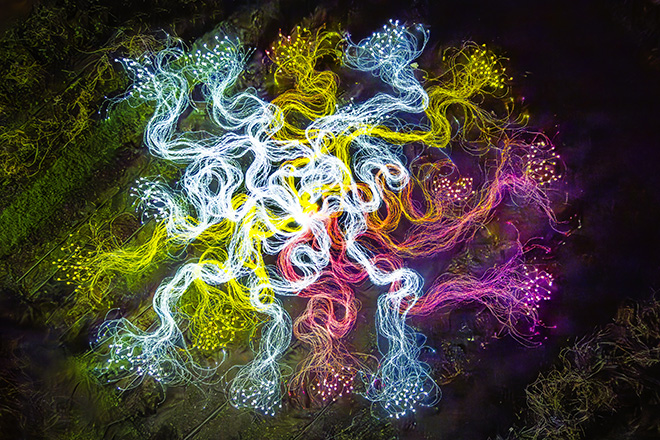 Mycelium Network - Copenhagen Light Festival . Photo credit: Copenhagen Light Festival 