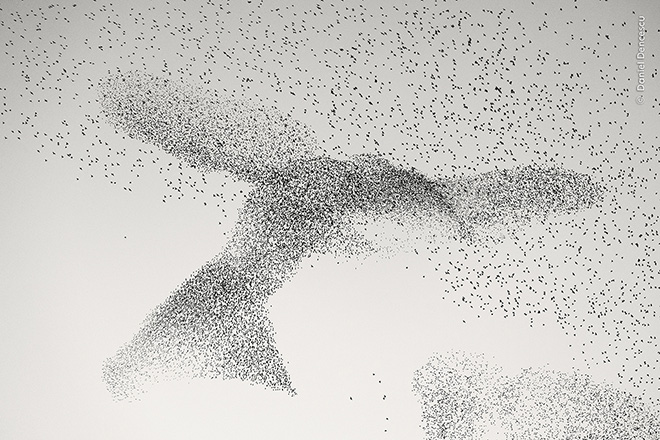 ©Daniel Dencescu / Wildlife Photographer of the Year, Starling Murmuration, Highly Commended, Wildlife Photographer of the Year People’s Choice Award