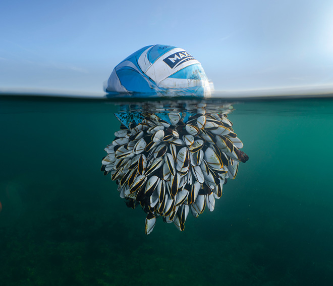 British Wildlife Photography Awards 2024 – Ryan Stalker trionfa con “Ocean Drifter”