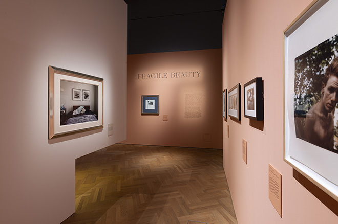 Installation images of Fragile Beauty at V&A South Kensington. © Victoria and Albert Museum, London