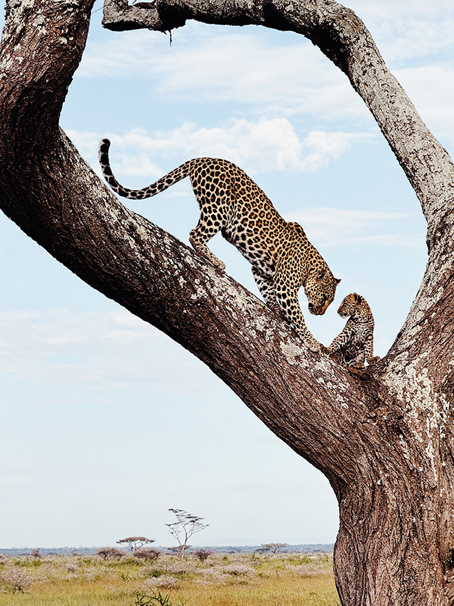 Huapeng Zhao (China) - Mother and Son, Serengeti National Park, Tanzania. Shot on iPhone 15 Pro Max. Second Place - Animals. © IPPAWARDS - 2024 Winners