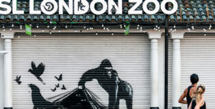 Banksy - The escape from ZSL London Zoo