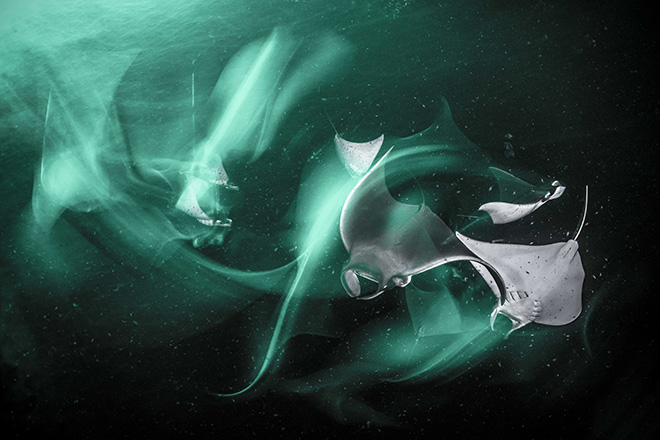 Henley Spiers - Juvenile Munk’s devil rays are attracted by a green light, seemingly flying through the water.  Baja California Sur, Mexico. Winner Ocean Fine Art Photographer of the Year