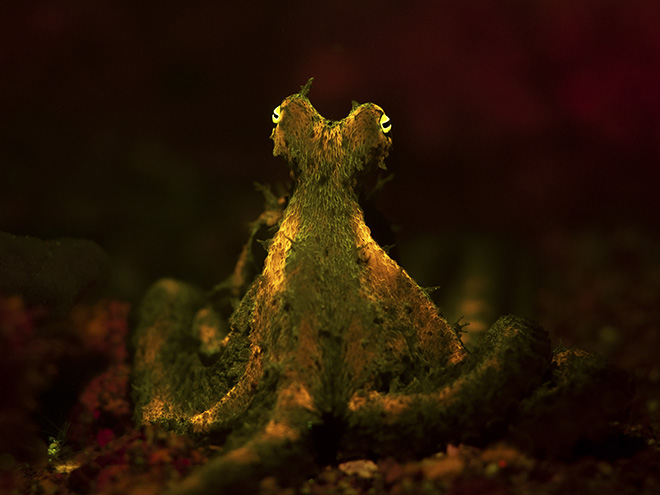 Jacob Guy - An elusive algae octopus shows off its fluorescence under ultraviolet light. North Sulawesi, Indonesia. Winner Young Ocean Photographer of the Year