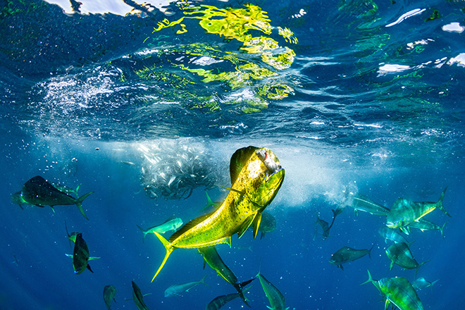 Manuel Castellanos Raboso - A triumphant mahi-mahi or common dolphinfish proudly displays its catch amidst a feeding frenzy.  Baja California Sur, Mexico. Winner Ocean Wildlife Photographer of the Year