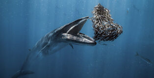 Rafael Fernández Caballero - A Bryde’s whale about to devour a heart-shaped baitball. Baja California Sur, Mexico. Winner Ocean Photographer of the Year 2024