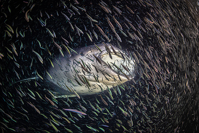 Ipah Uid Lynn - A whale shark surrounded by a swirling school of fish at night. The Maldives. Female Fifty Fathoms, Ocean Photographer of the Year